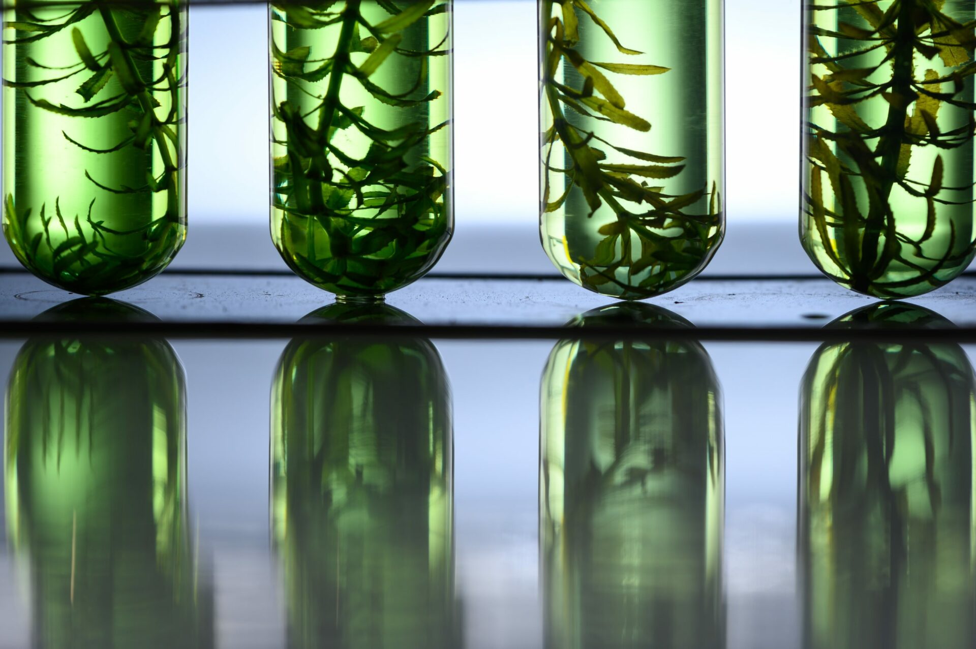 tubo de biocombustível de algas em laboratório de biotecnologia photobio 2022 12 16 02 04 32 utc em escala